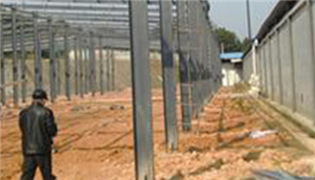 食用菌的經(jīng)典品種